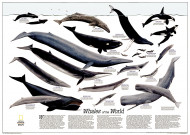 Whales Of The World, Tubed