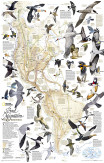 Bird Migration, Western Hemisphere, Laminated