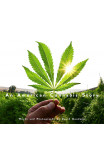 An American Cannabis Story