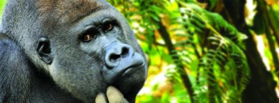 Emotion Gorilla Bookmark