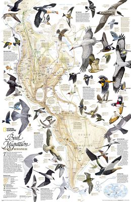 Bird Migration, Western Hemisphere, laminated